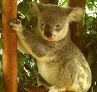 Noosa Backpackers Resort Hostel - Holiday Sunshine Coast