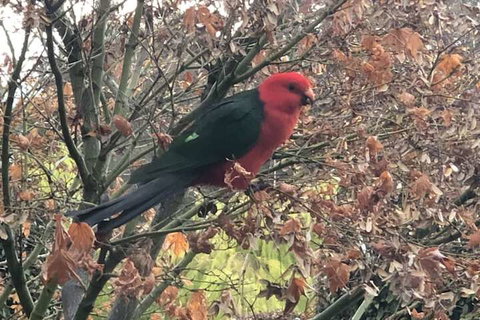 The Studio Yarra Valley - Sunshine Coast Tourism 6