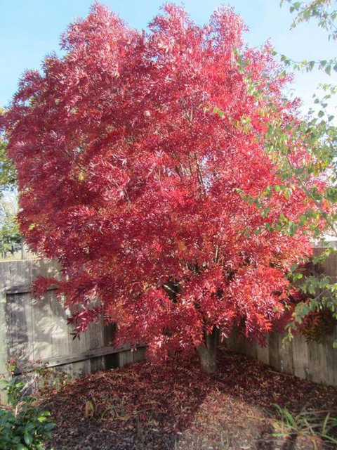 Elm Trees Accommodation At Ross - Sunshine Coast Tourism 6