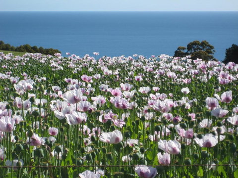 Sisters Beach House - Holiday Sunshine Coast 3
