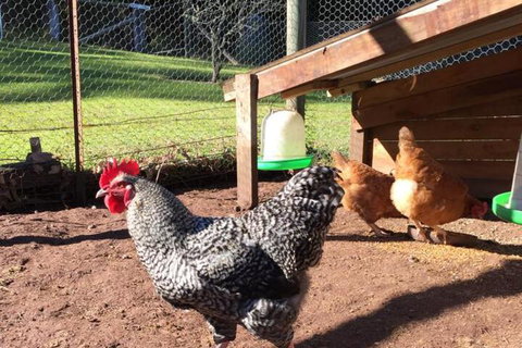 Heggys Cottage - Sunshine Coast Tourism 3