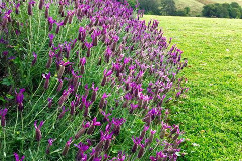 Heggys Cottage - Sunshine Coast Tourism 1