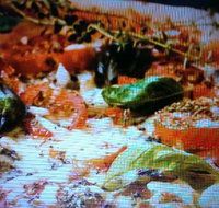 Alfio's Pizzeria - Sunshine Coast Tourism