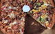 Peppercorn Pizza - thumb 0