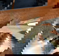 Kao Gaeng Thai - Holiday Sunshine Coast