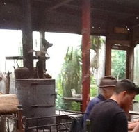 Bodhi Tree - Sunshine Coast Tourism