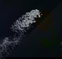 Colenso - Sunshine Coast Tourism