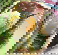 Koffie Bean - Sunshine Coast Tourism