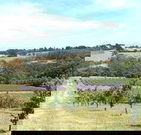 Main Ridge Harvest - Sunshine Coast Tourism