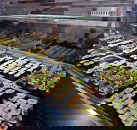 Super Sushi - Sunshine Coast Tourism