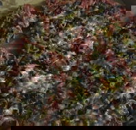 Ray's Pizza  Pasta - Sunshine Coast Tourism