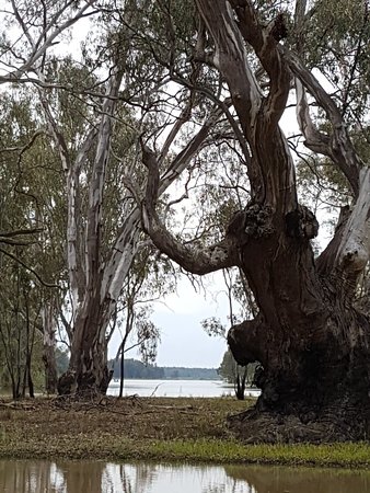 Barmah VIC Sunshine Coast Tourism