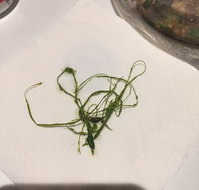 Dainty Dumpling House - Sunshine Coast Tourism