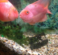 Eastern City Chinese Restaurant - Sunshine Coast Tourism