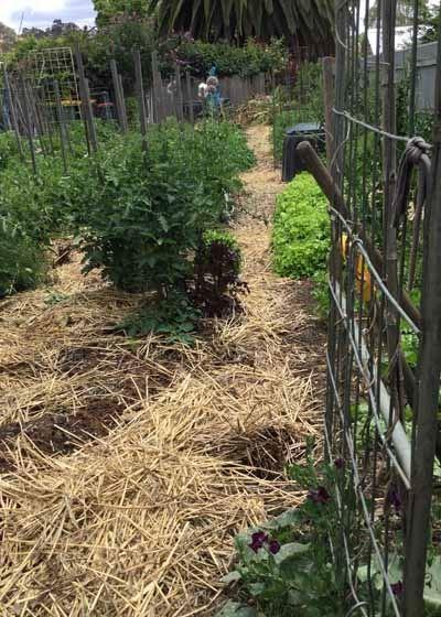 MannaFest Cafe - Sunshine Coast Tourism 1