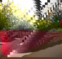 Dinoni - Sunshine Coast Tourism