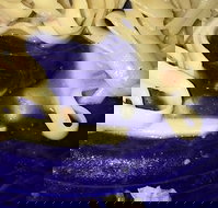 Leumeah Pizza - Sunshine Coast Tourism