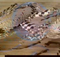 PN's Daily Scoop - Sunshine Coast Tourism