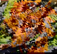 Royal Hotel - Sunshine Coast Tourism