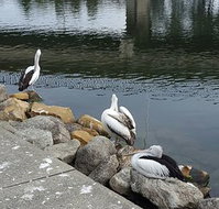 Saltwater Seafoods - Sunshine Coast Tourism