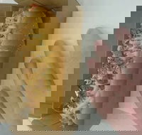 Frank  Beanz - Holiday Sunshine Coast