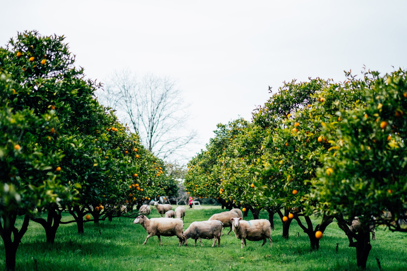  Holiday Sunshine Coast