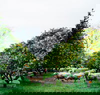 Cambray Cheese Farm Shop - Sunshine Coast Tourism