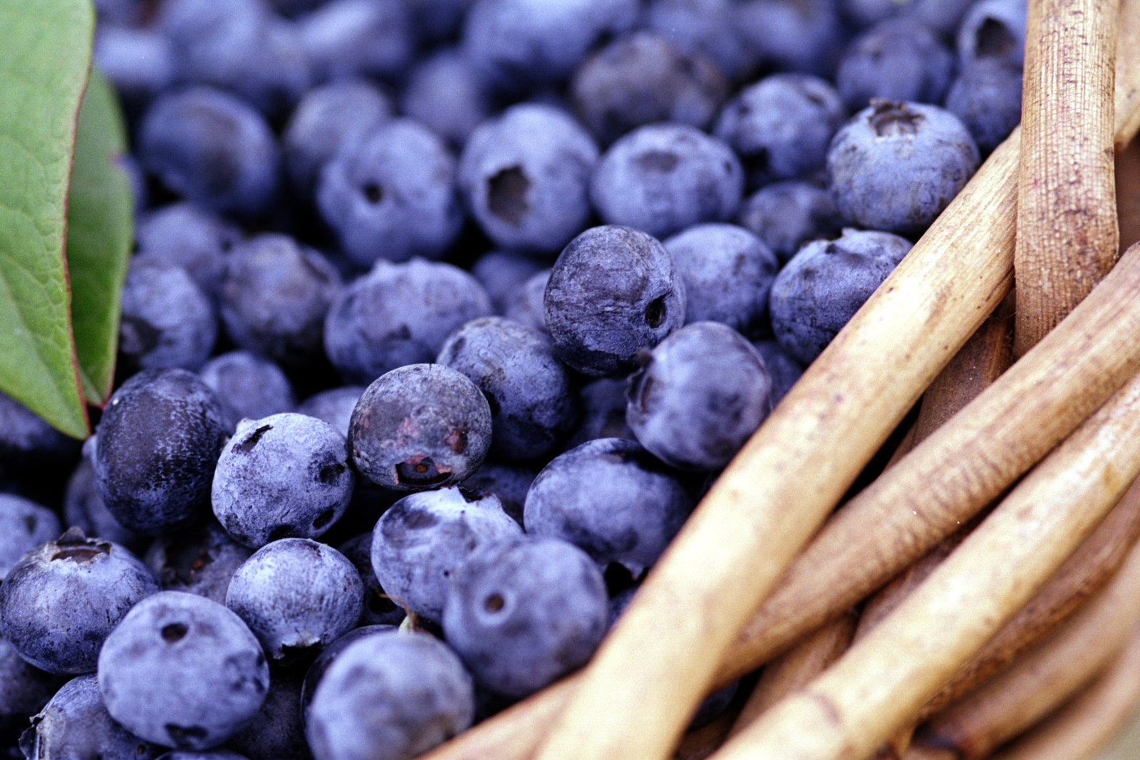 Main Ridge VIC Sunshine Coast Tourism