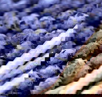 Drum Drum Blueberry Farm - Sunshine Coast Tourism