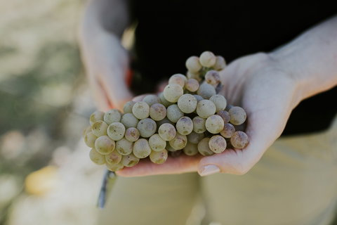 Rowlee Vine To Table Experience - Sunshine Coast Tourism 1