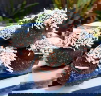 Watkins Bay Coffee Trading Company - Sunshine Coast Tourism