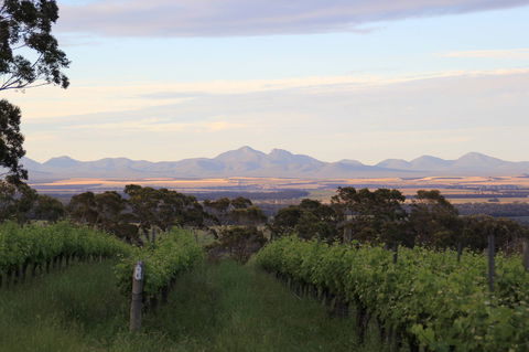 Castle Rock Estate Winery - Sunshine Coast Tourism 0