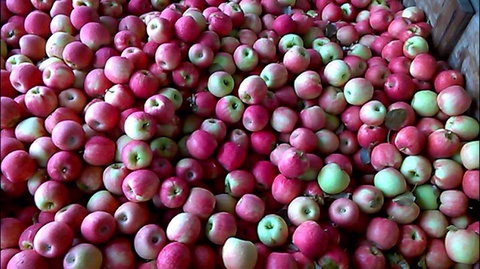 Hillside Harvest - Holiday Sunshine Coast 0