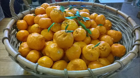 Hillside Harvest - Holiday Sunshine Coast 1