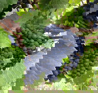 Marcus Hill Vineyard - Sunshine Coast Tourism