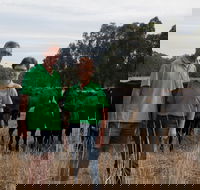 Milawa Organic Beef - Sunshine Coast Tourism