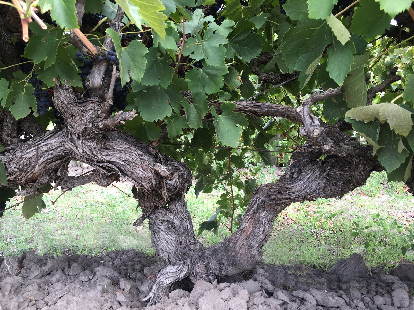 Tatachilla SA Holiday Sunshine Coast