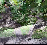 Nick Haselgrove Wines - Holiday Sunshine Coast