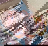 Tommy Sugo - Sunshine Coast Tourism