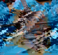 Charles St Pizza  Pasta - Holiday Sunshine Coast