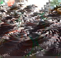 Govindas Pure Vegetarian - Burleigh Heads - Sunshine Coast Tourism