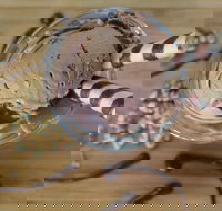 PN's Daily Scoop - Sunshine Coast Tourism