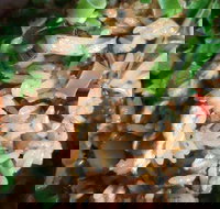 Siam Kingdom - Sunshine Coast Tourism