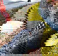 Thomas Holt Roasters - Sunshine Coast Tourism