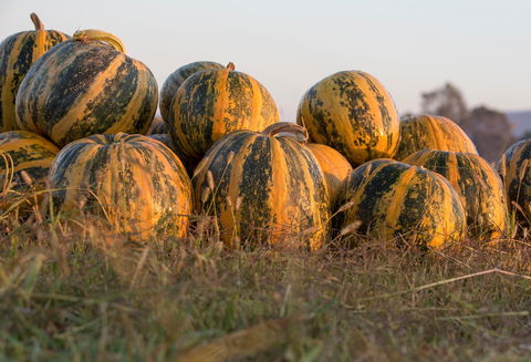 Australian Pumpkin Seed Company - Sunshine Coast Tourism 0