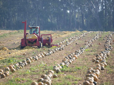 Australian Pumpkin Seed Company - Sunshine Coast Tourism 2