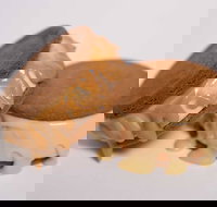 Gelato Messina - South Brisbane - Sunshine Coast Tourism