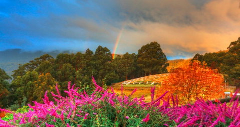 Hartzview Vineyard Heritage Pickers Hut Village - Sunshine Coast Tourism 2