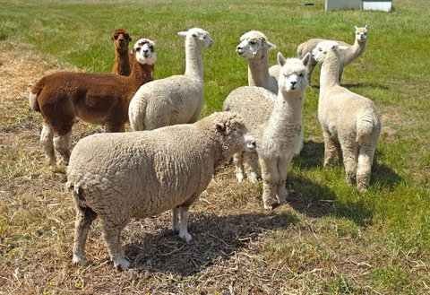 The Farmer's Place - Sunshine Coast Tourism 2