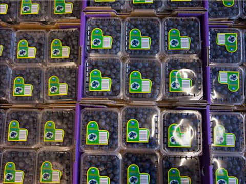 Jolly Berries - Sunshine Coast Tourism 0